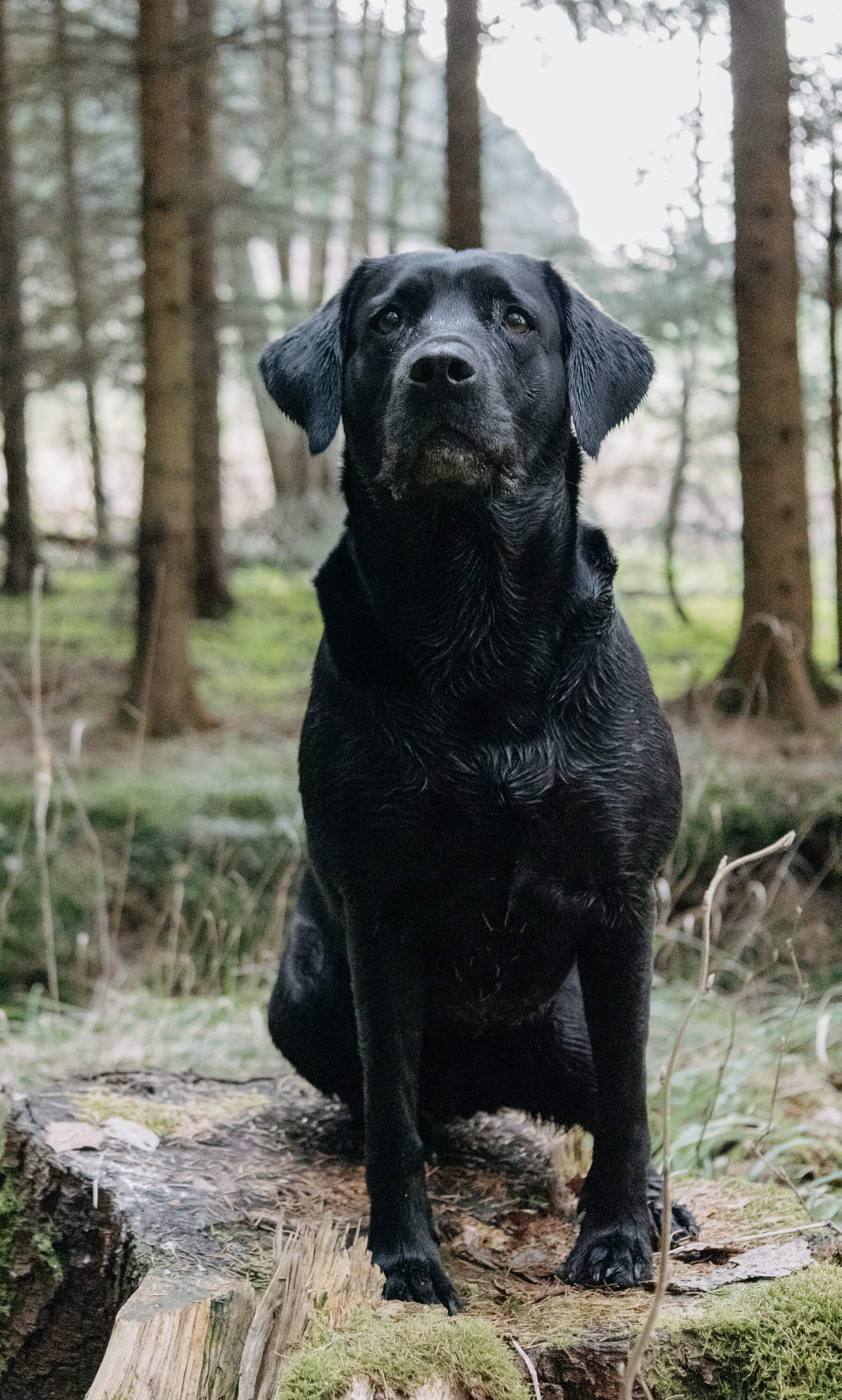 Labradorhündin Molly