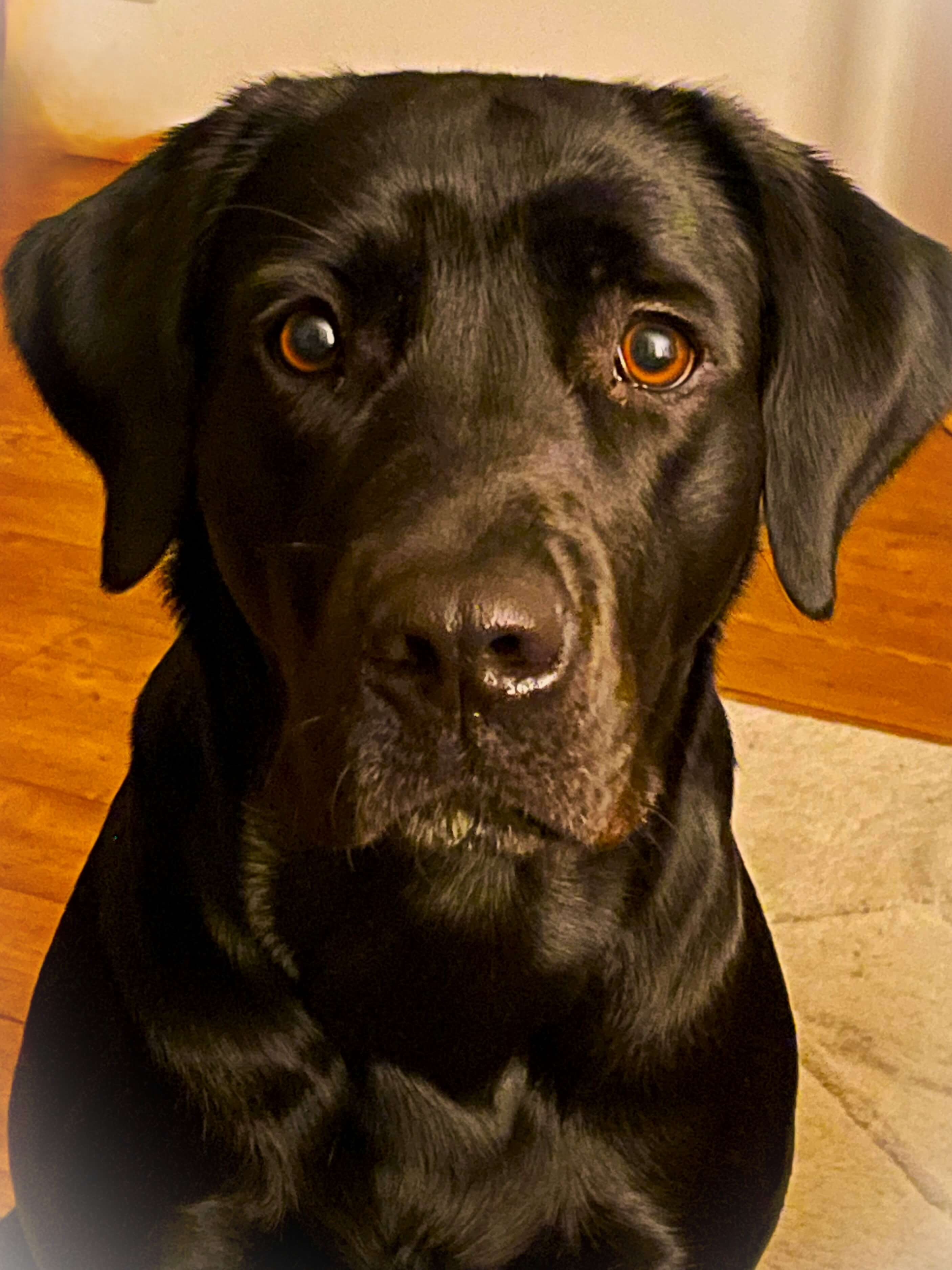 Molly Bild 4